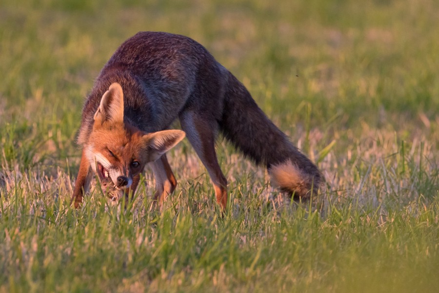 Étude échinococcose : 80 renards encore en attente