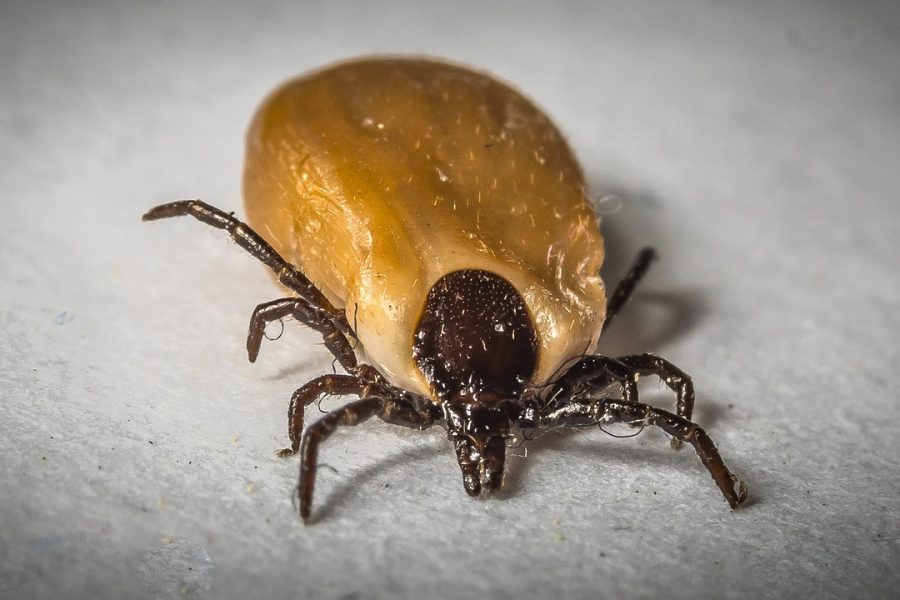 A l’affut de la maladie de lyme