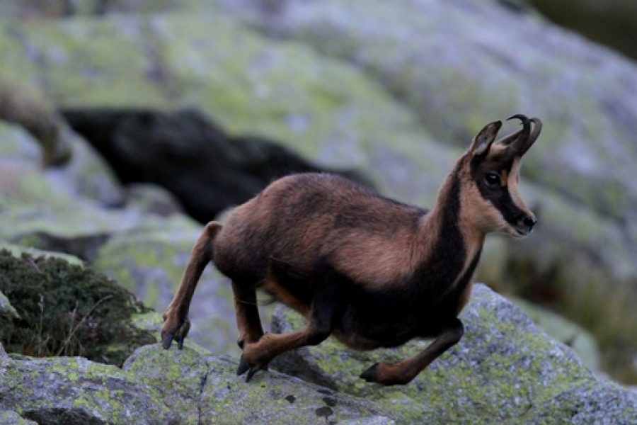 Chasseur de chamois : ouvrez l’œil !