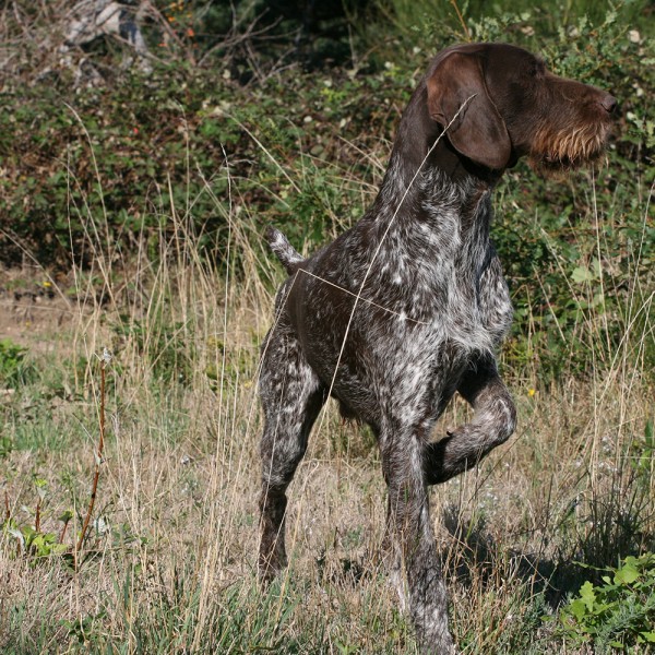 La chasse au chien d’arrêt