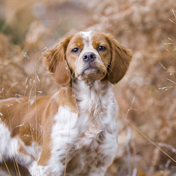 Les chiens d’arrêt