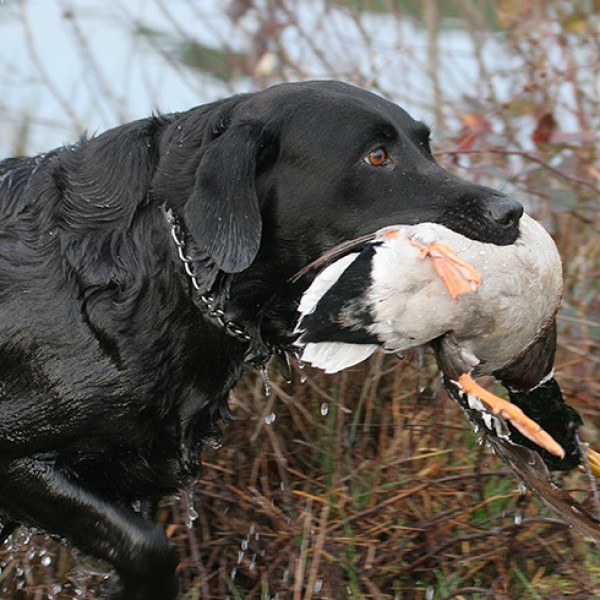 Les chiens retriever ou de rapport