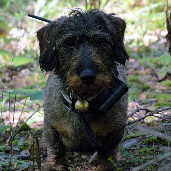 Les chiens de terriers