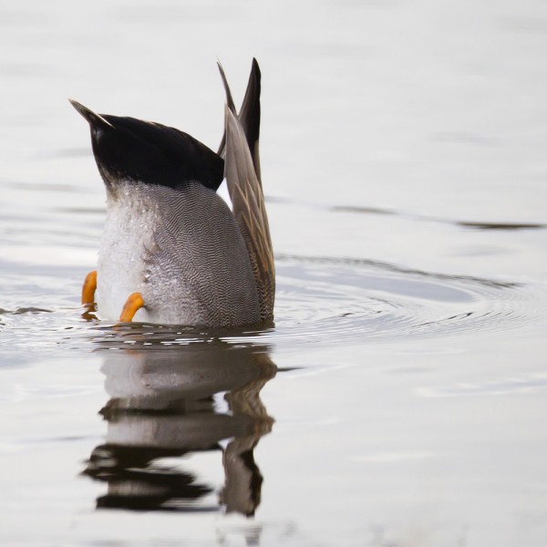 La chasse au gibier d’eau