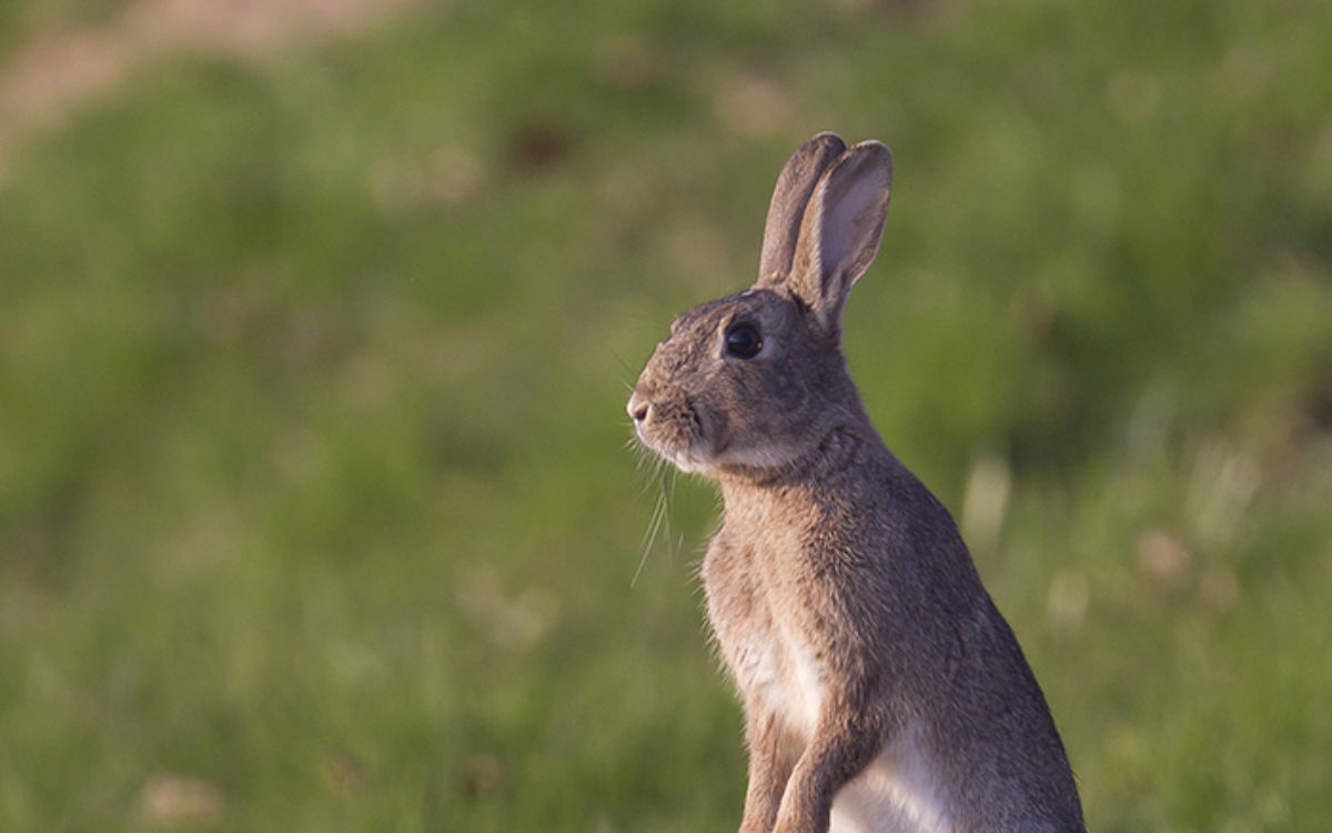 lapin-1-1200x750.jpg