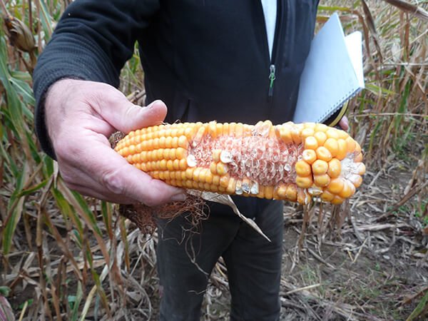 CDCFS Dégâts : des barèmes agricoles à la baisse