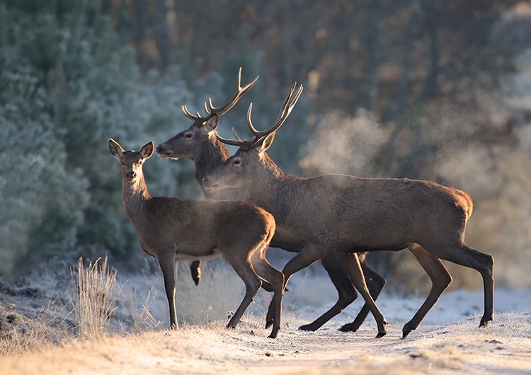 CDCFS Plan de chasse : 2 secteurs révisés