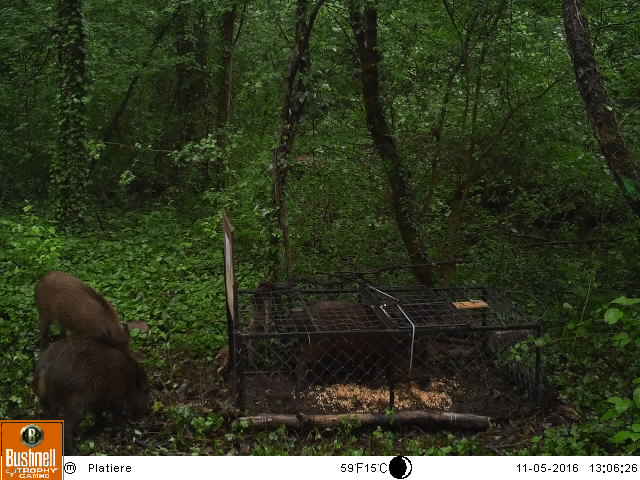 20 pièges photo et 8 cages-pièges sangliers implantés dans le massif du Pilat