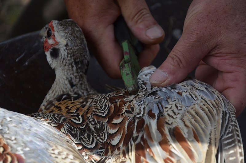 12 ACCA du Pays 12 en quête d’oiseaux de qualité