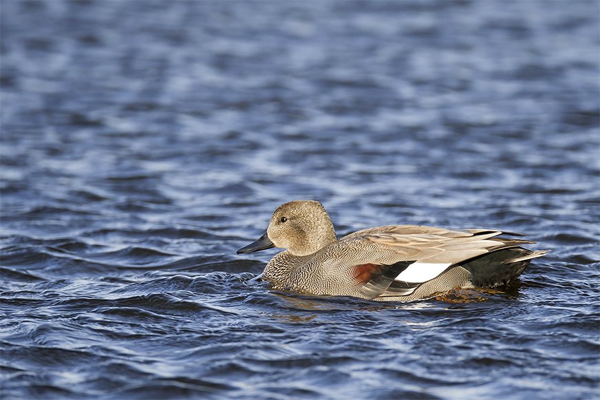 Un nouveau président pour les chasseurs de gibiers d’eau de l’Isère