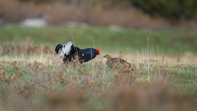 Planning des comptages galliformes de montagne