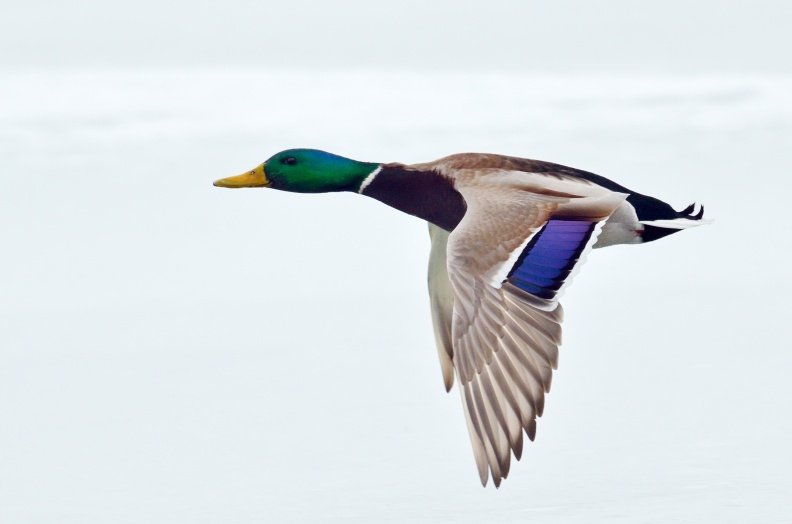 5 chiffres à retenir sur la chasse en Auvergne Rhône-Alpes