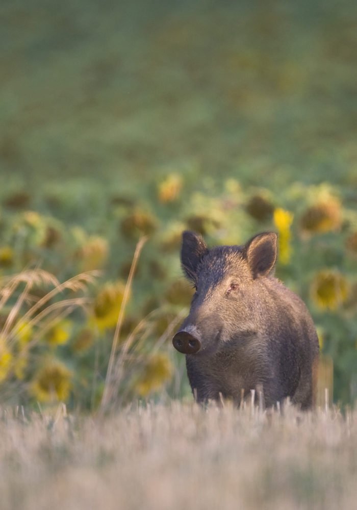 Sanglier : la chasse en battue est ouverte