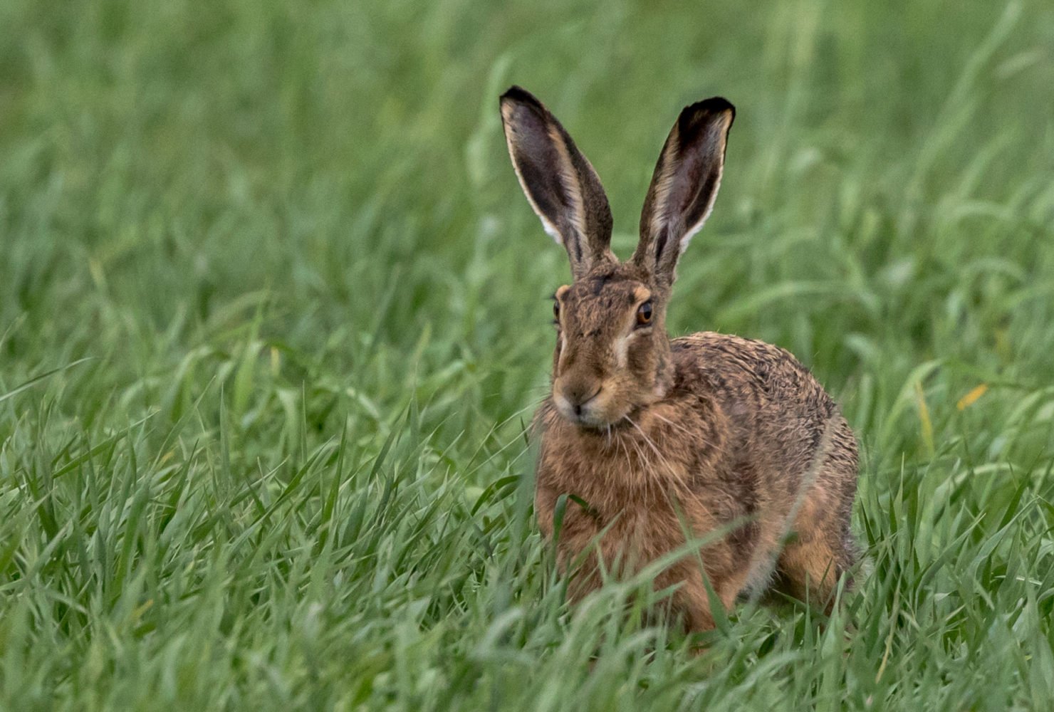 Ouverture de la chasse au lièvre