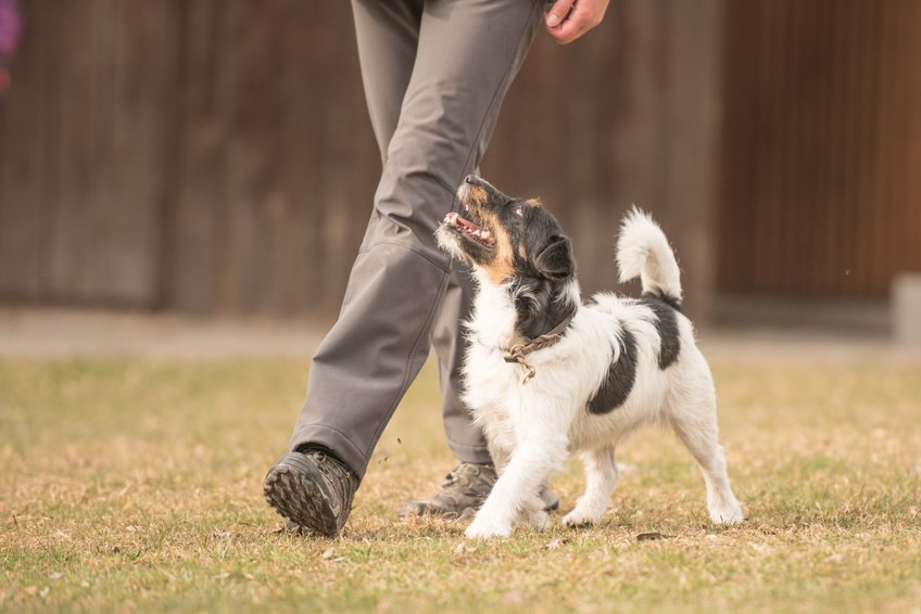 Comment dresser un jeune chien ?