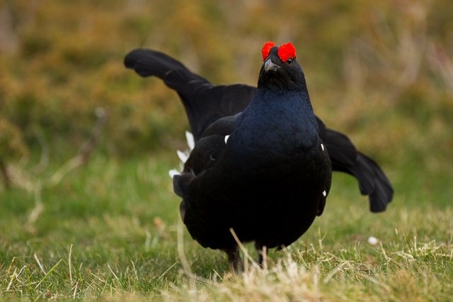 Ouverture de la chasse au petit-gibier de montagne : toutes les précisions