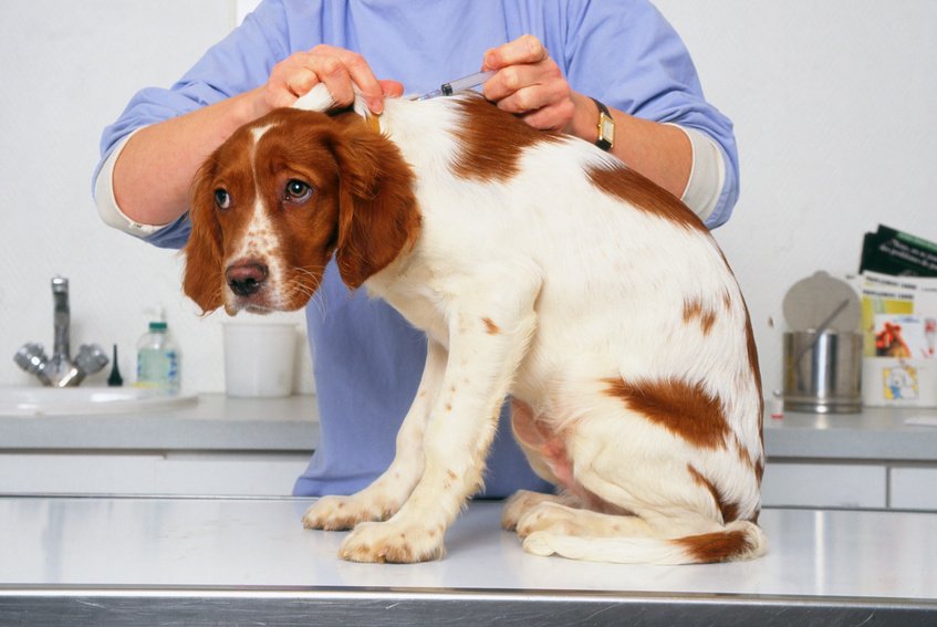 Puce, vaccination… que faut-il faire avec un chiot ?