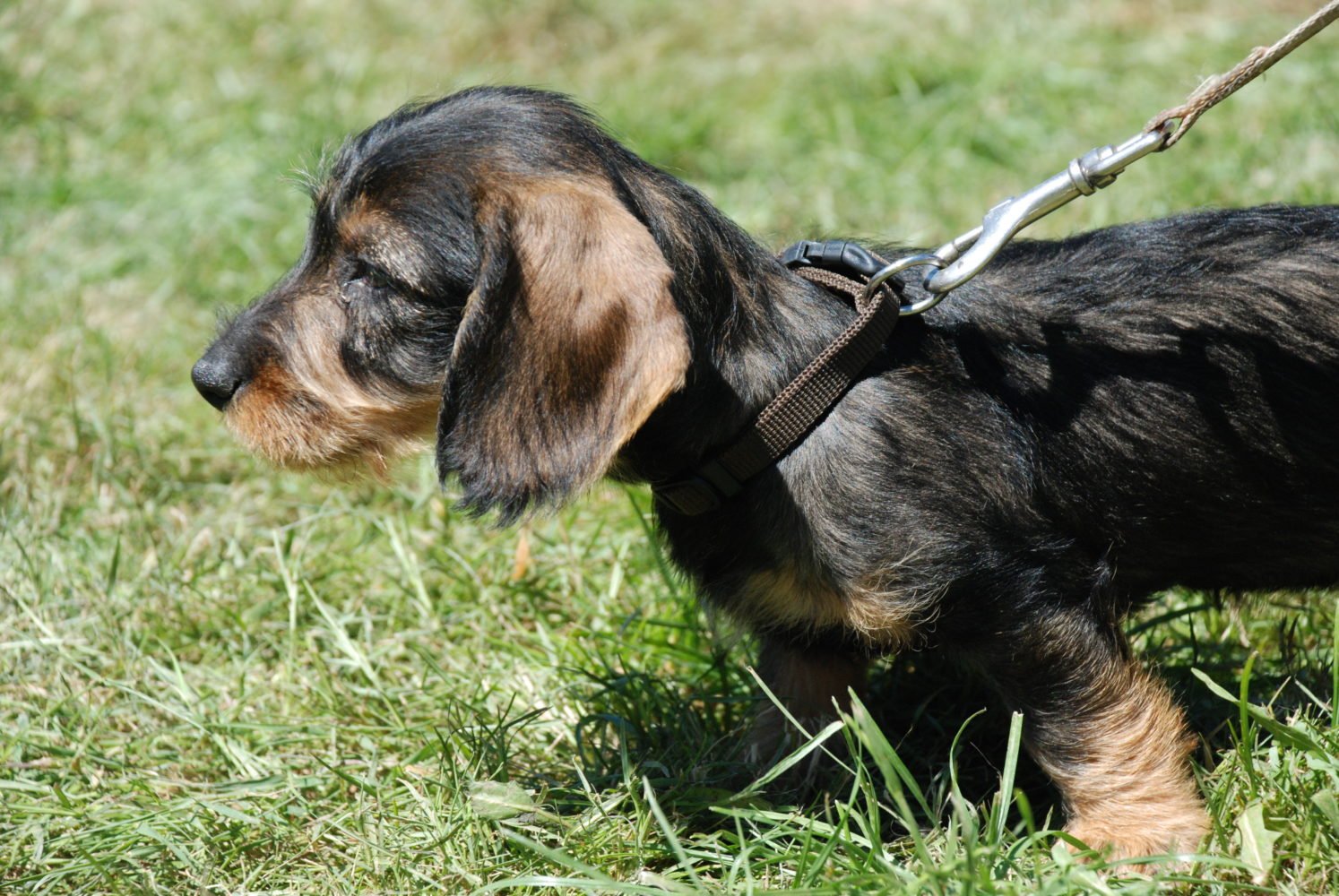 Comment bien choisir son chien de chasse ?