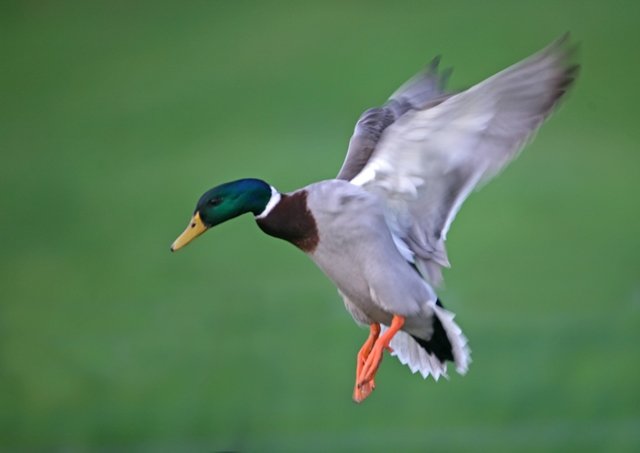 Gibier d’eau : conservez vos ailes pour un meilleur suivi