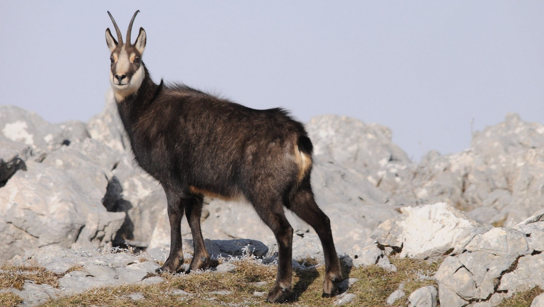 La chasse d’approche en montagne, en quoi ça consiste ?