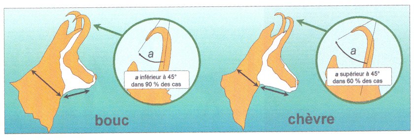 3 - SCHEMA CORNES_CHAMOIS