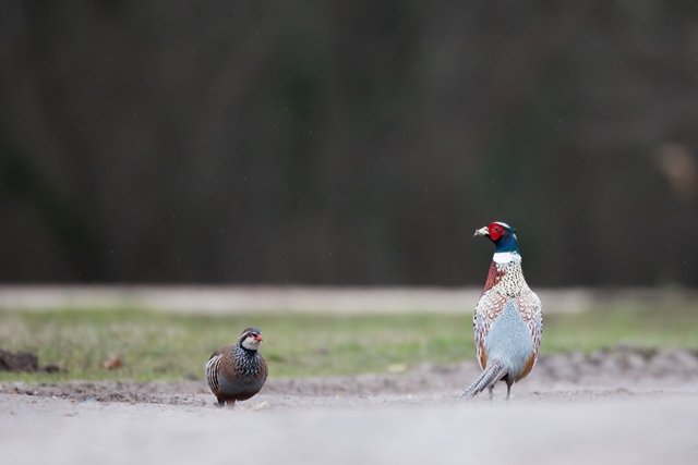 Nouvelle alerte concernant les risques liés à l’Influenza aviaire 