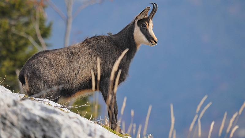 Comment connaître l’âge d’un chamois au premier coup d’oeil?