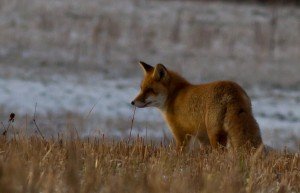 Renard©chartier