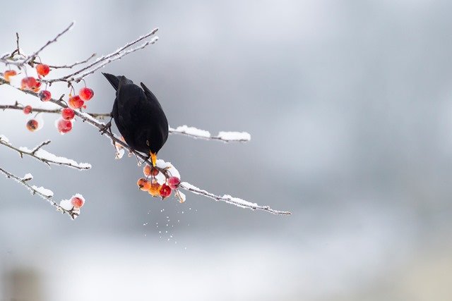 Vague de froid : fermeture de la chasse aux oiseaux de passage