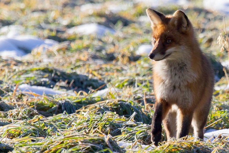 Echinococcose alvéolaire du Renard : une nouvelle étude en perspective