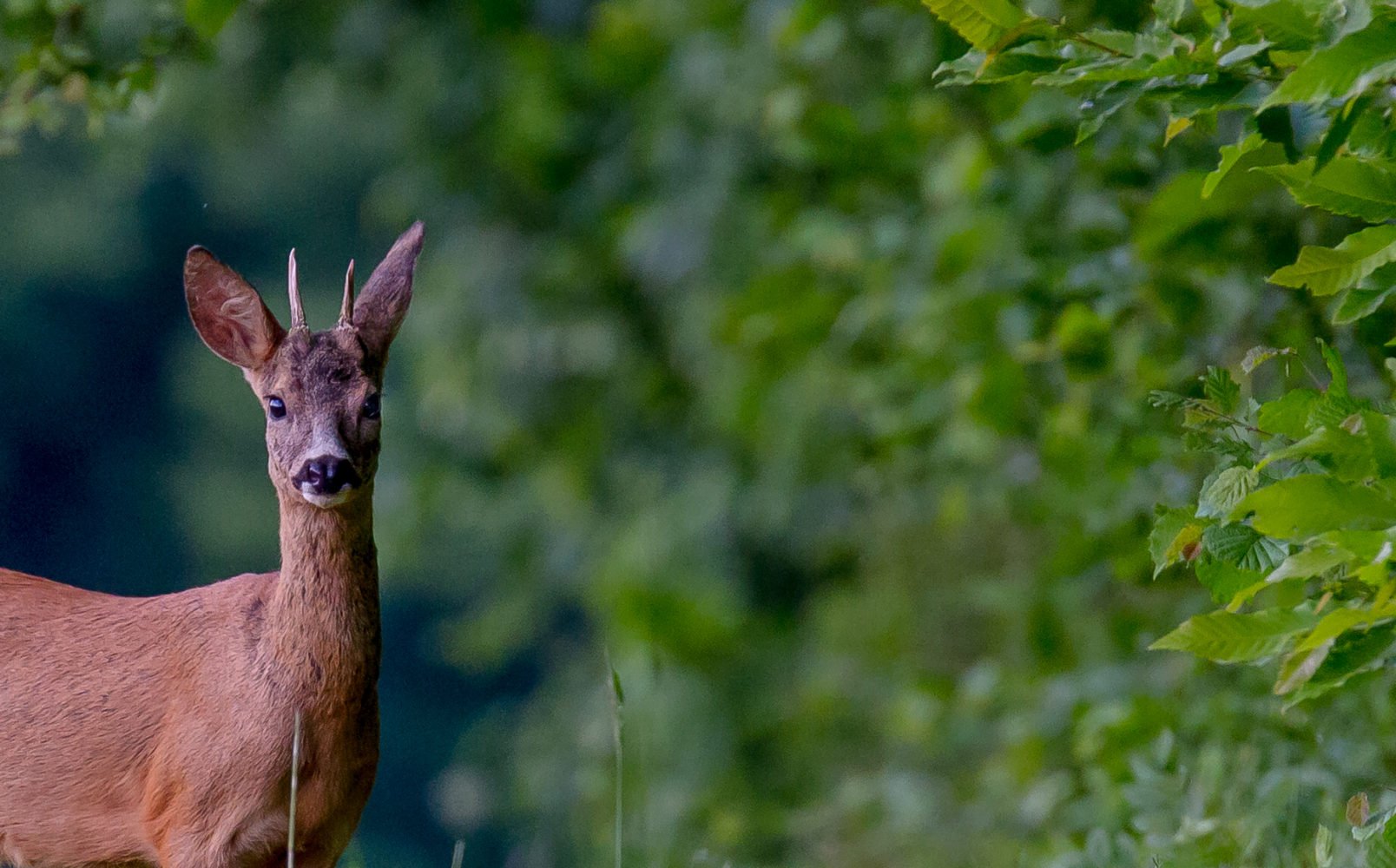 La saison de chasse au grand gibier est finie !