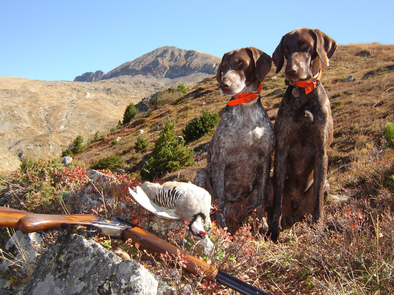 Une Chasse du petit-gibier de montagne en bonne intelligence