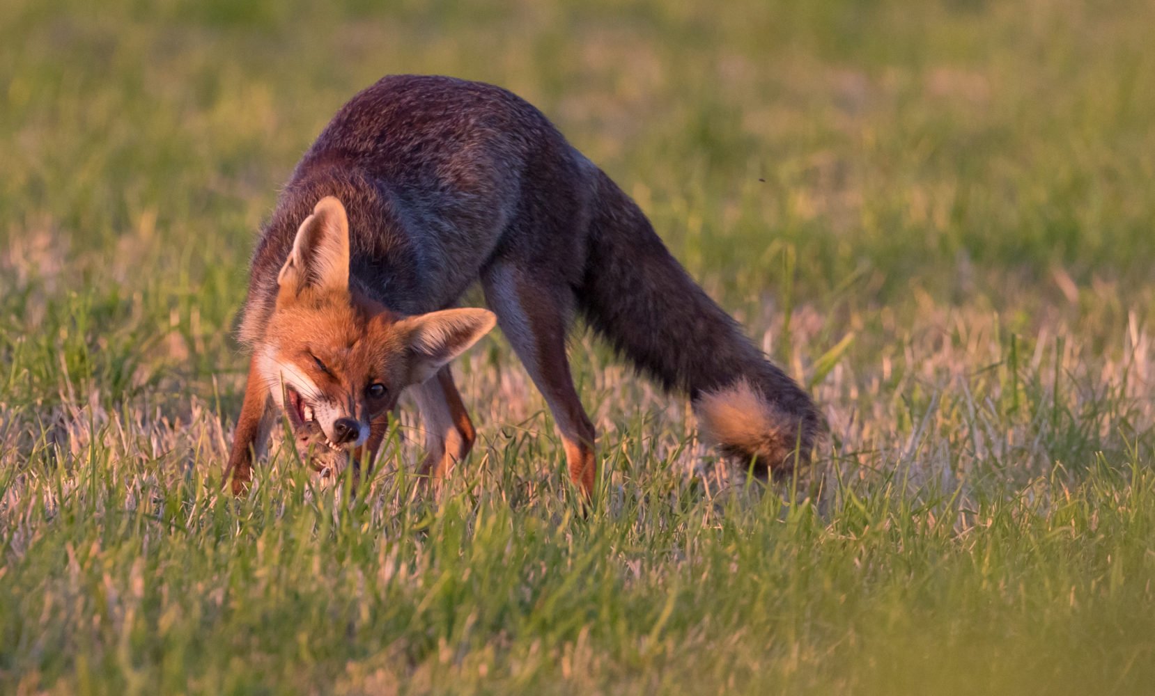 Étude échinococcose : 80 renards encore en attente