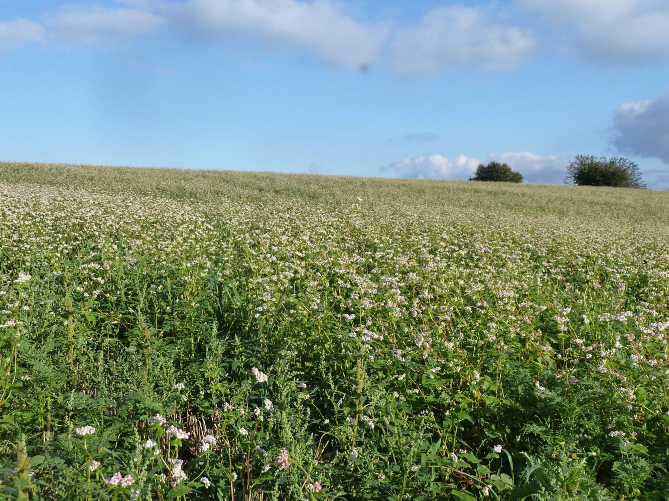 Implantation de CIPAN : le chasseur intervient au profit du monde agricole