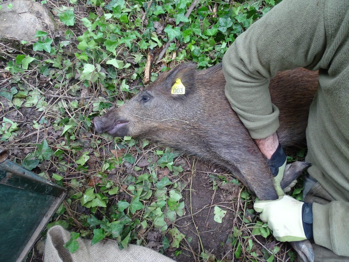 Diagnostic de déplacement des mammifères de moyenne et grande taille dans la vallée du Rhône