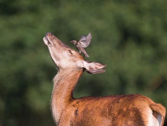 Tir anticipé du grand-gibier : le Cerf aussi !