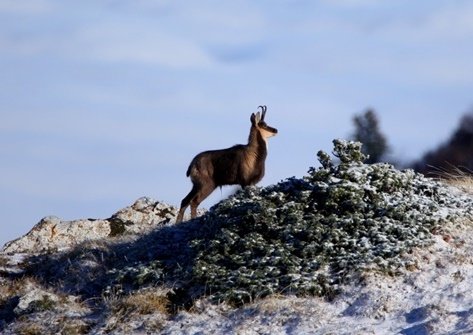 Résultats du comptage chamois au massif du Rissiou (Vaujany)