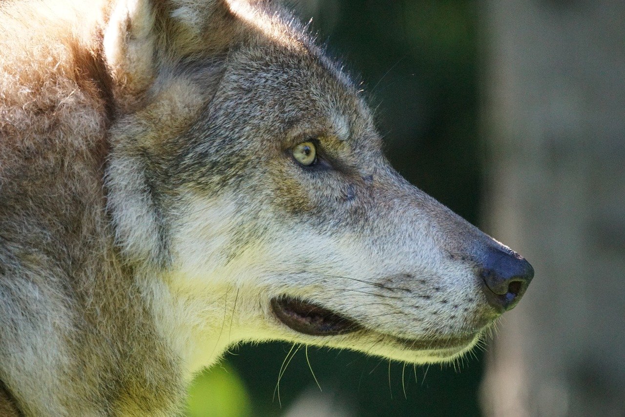 Info loup : une nouvelle date de formation