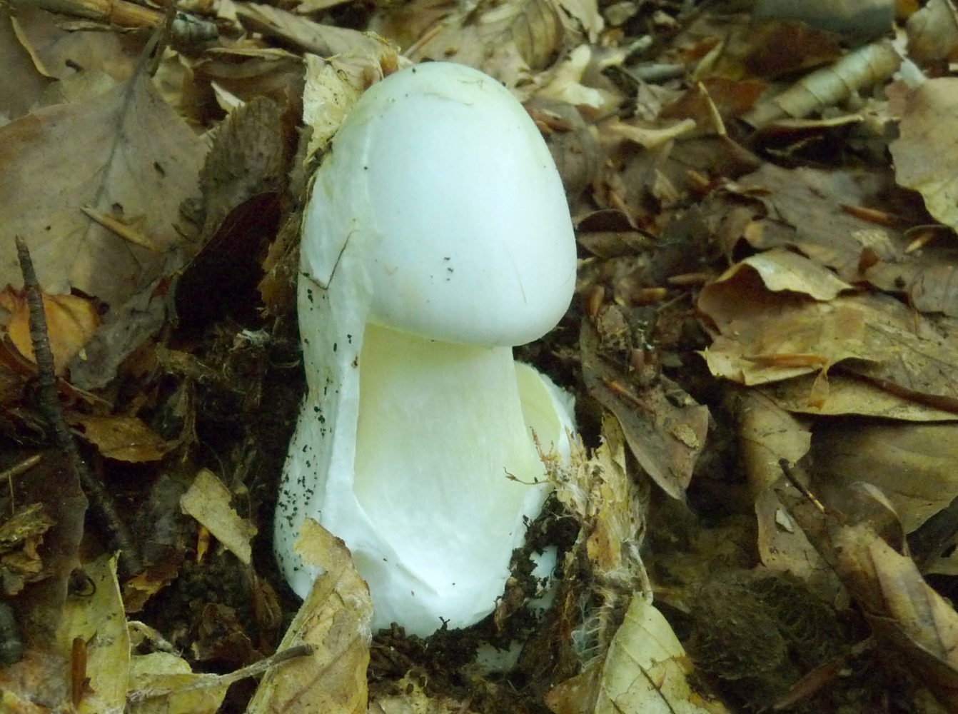 Bientôt la cueillette des champignons !