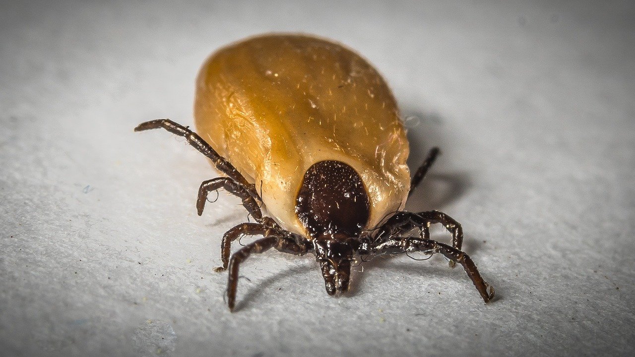 A l’affut de la maladie de lyme