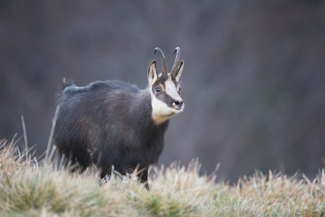 Chasseur de chamois : ouvrez l’œil !