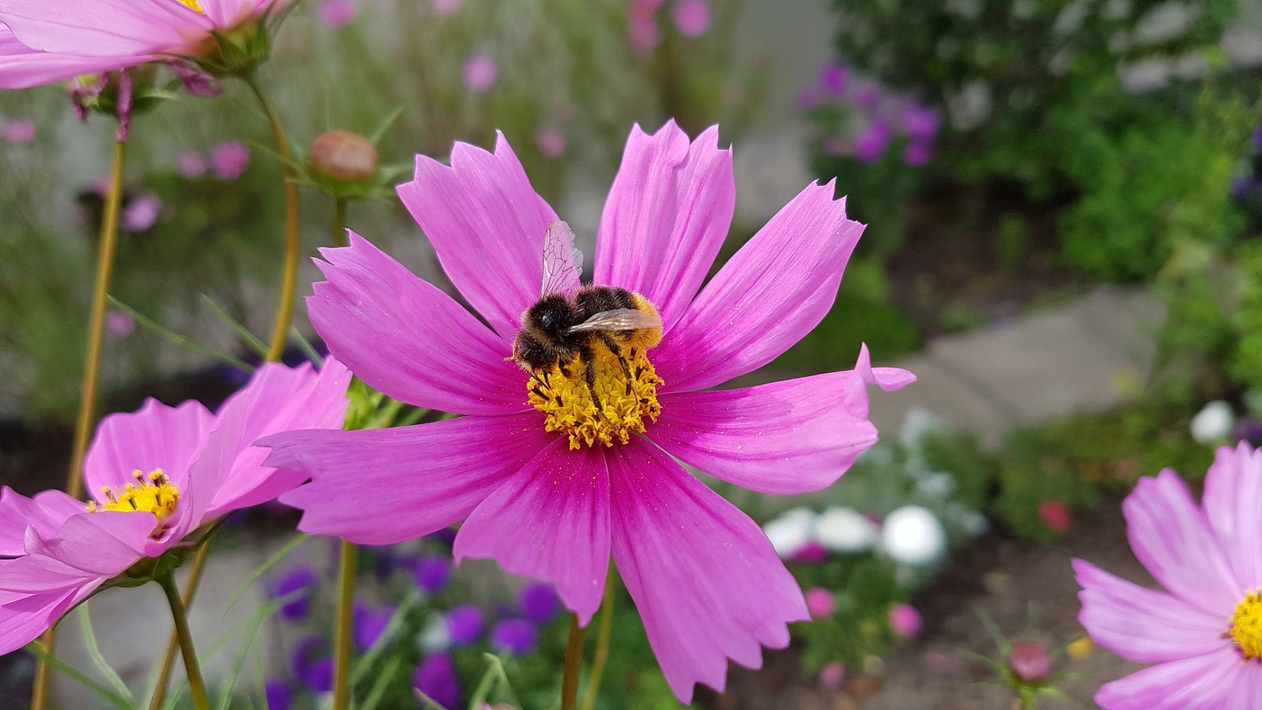 Les chasseurs plaident pour une fin programmée des pesticides et herbicides toxiques pour la petite faune de plaine