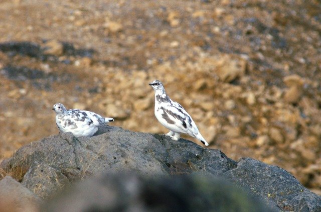 Chasse du petit-gibier de montagne : décryptage