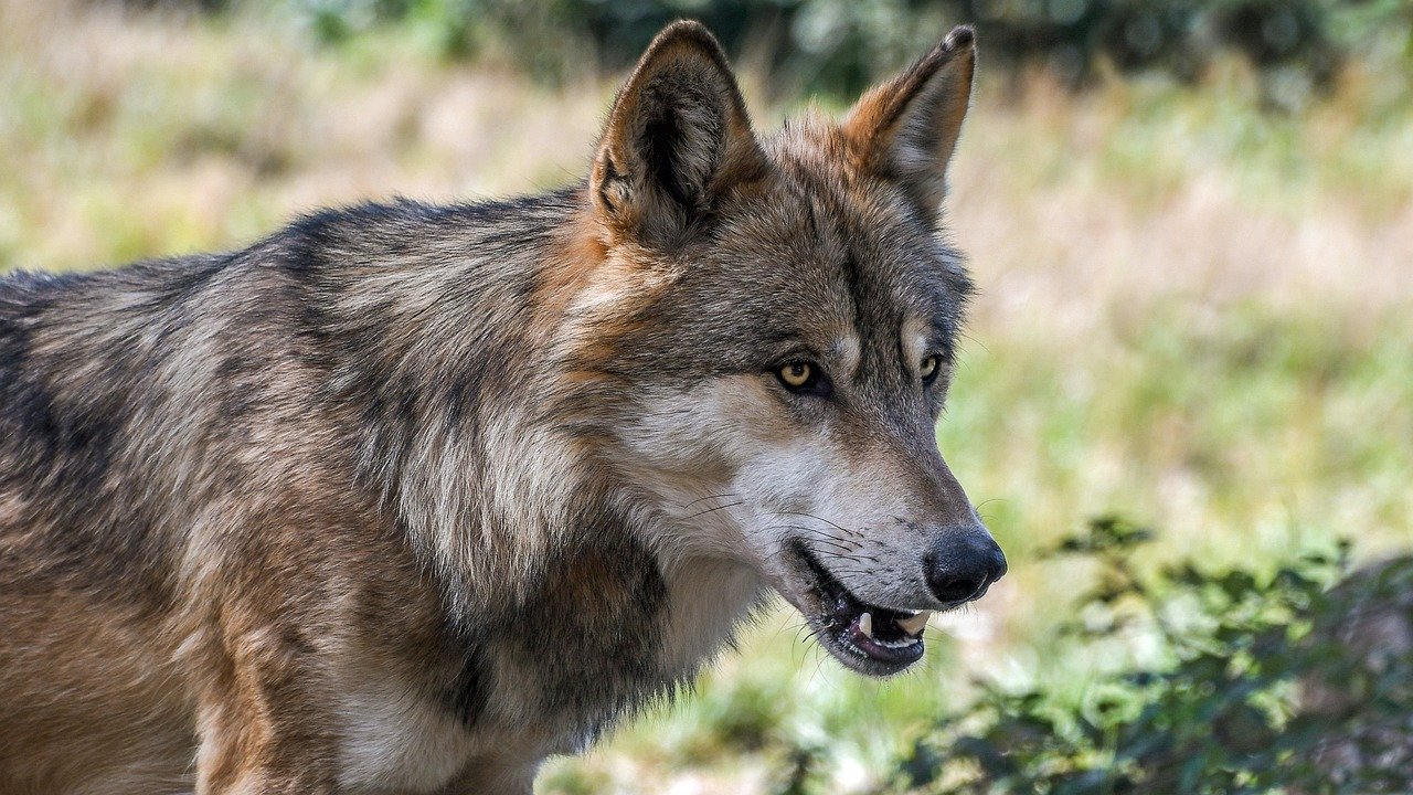 Entre Chien et Loup : la FNC demande des réponses précises sur l’hybridation des loups