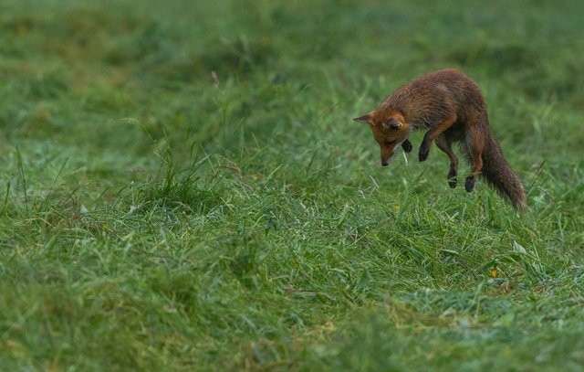 Consultation publique pour des tirs de nuit du Renard