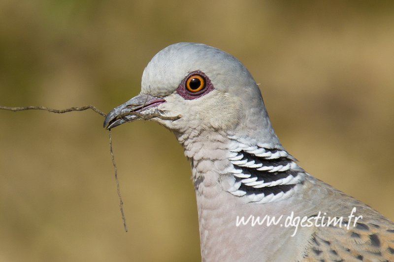 L’arrêté de fermeture des oiseaux migrateurs est désormais disponible