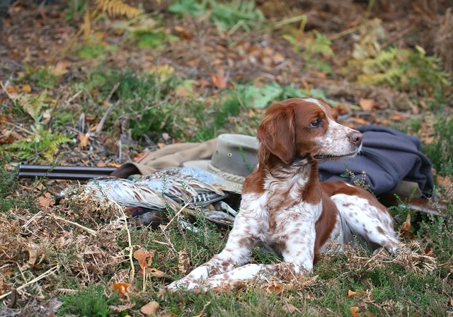 Comment dresser son chien d’arrêt ?