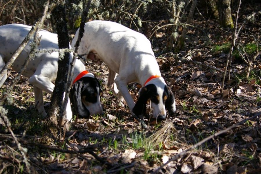 Fédération Départementale des Chasseurs de l'Isère Fédération Départementale des Chasseurs de l'Isère