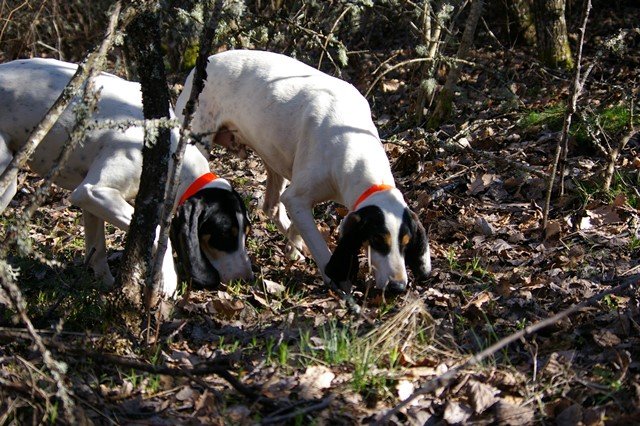 Comment dresser son chien courant ?