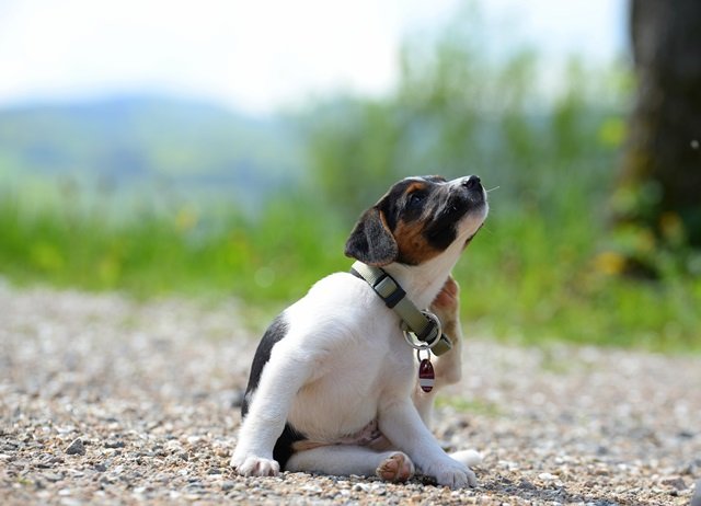 Chien : rappel des règles à suivre en matière de saillie